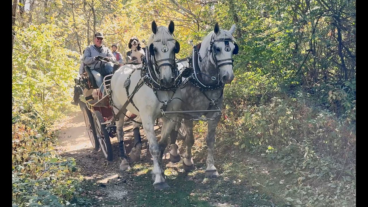 Percheron Team Trail Driving - Bruce & Denice Reckling
