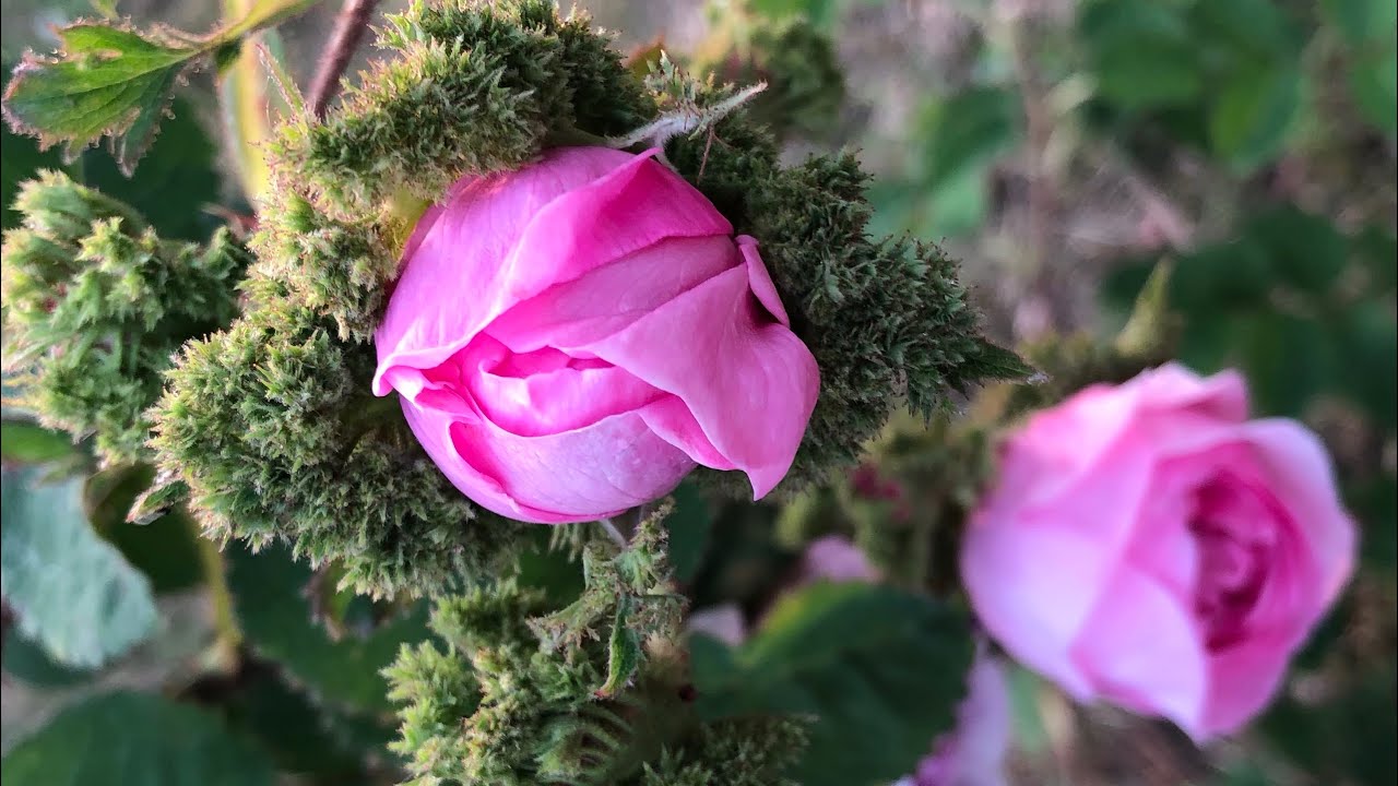 Unique ancient rose Chapeau de Napoleon 