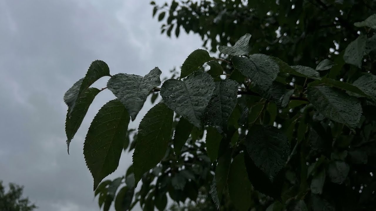 Rain Sounds for Immediate Sleep When You Want to Sleep Well | Insomnia, Tinnitus, Healing ASMR