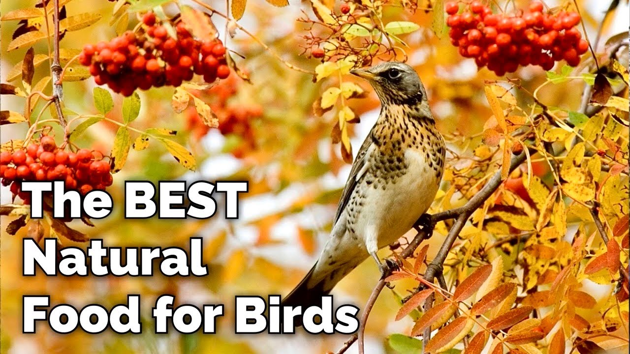 How To Identify & Attract Fieldfares To Your Garden