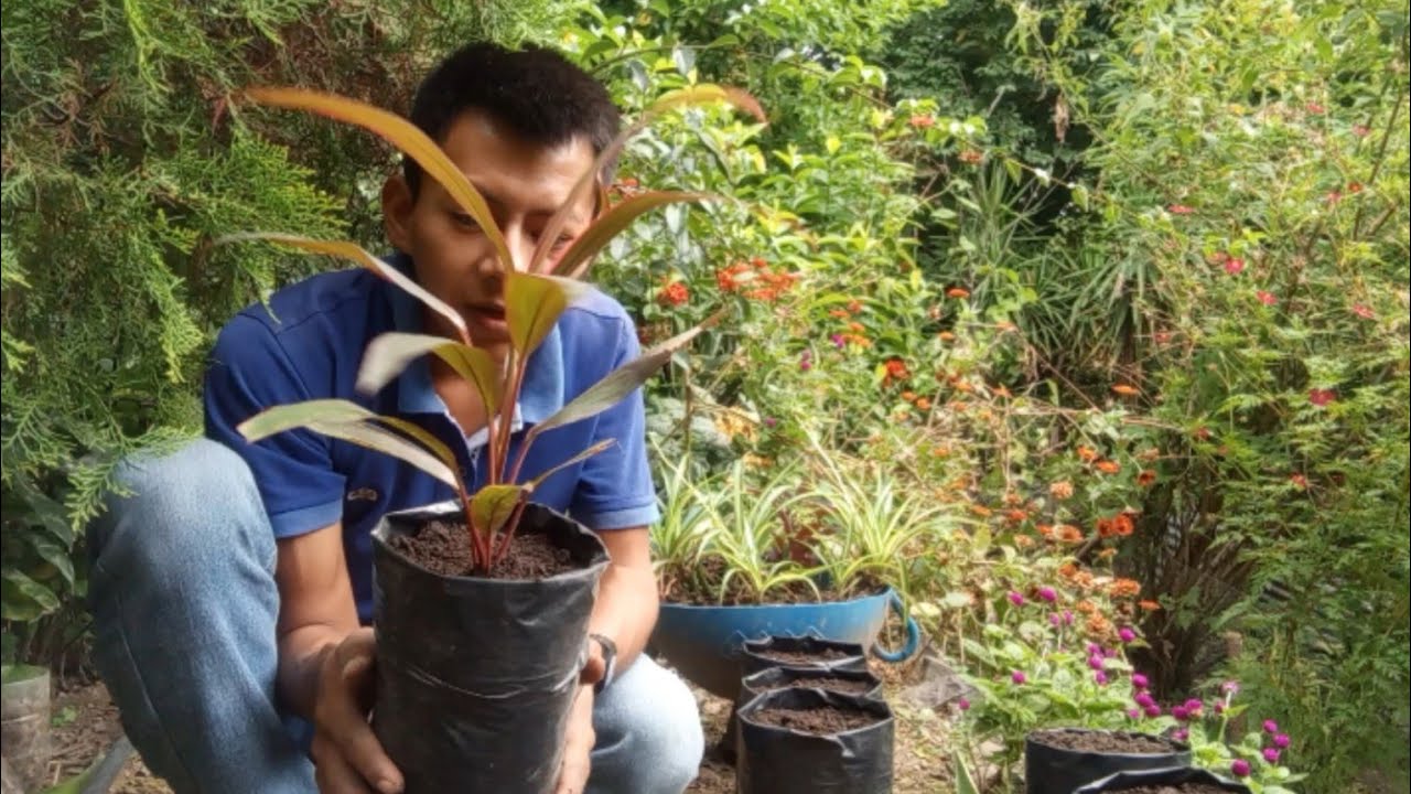 Como reproducir Caña de Indio,  por esquejes.🌱