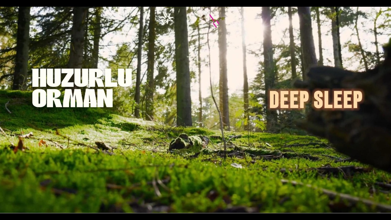 Huzurlu Orman Sesleri | 3 Hours Deep Sleep & Nature Sounds
