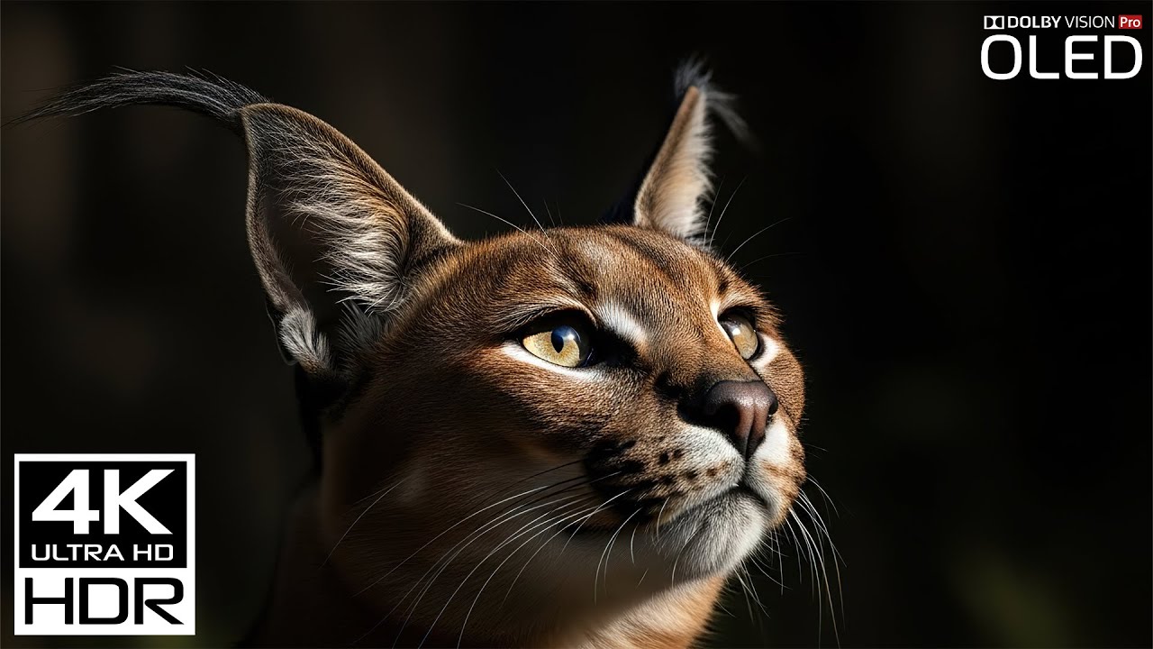 Nature Relax 4K Peaceful Animal World with Relaxing Music for Sleep and Stress Relief