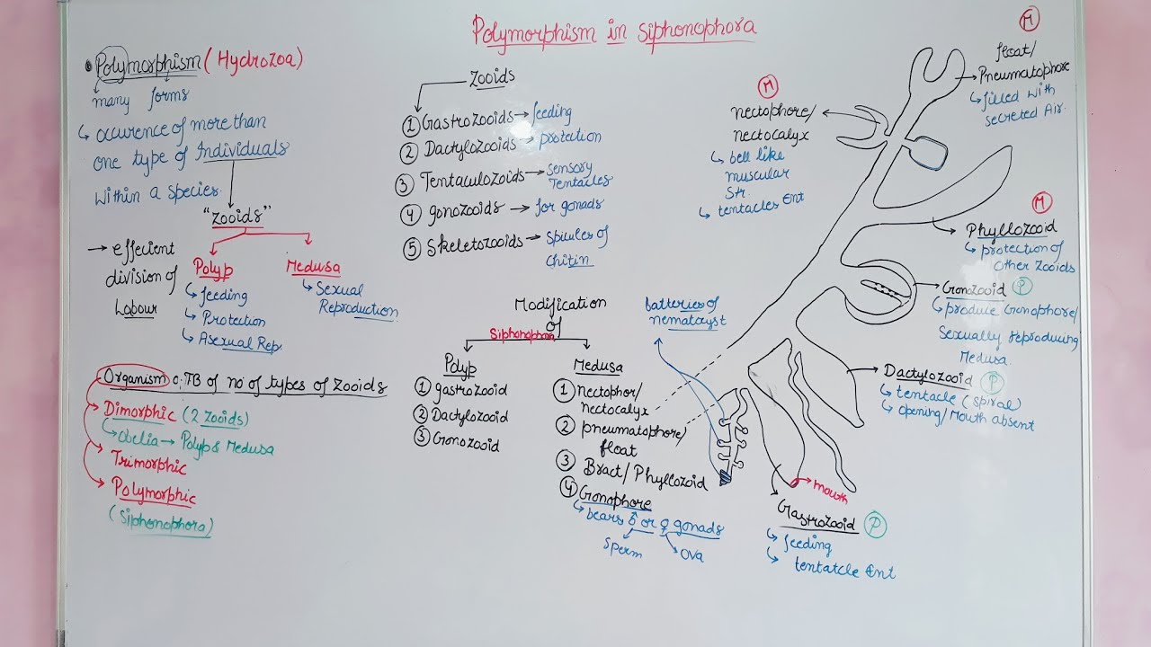 Polymorphism in cnidaria /polymorphism in siphonophora  #mducee2023 #csirnetjrf #csirnet #mducee