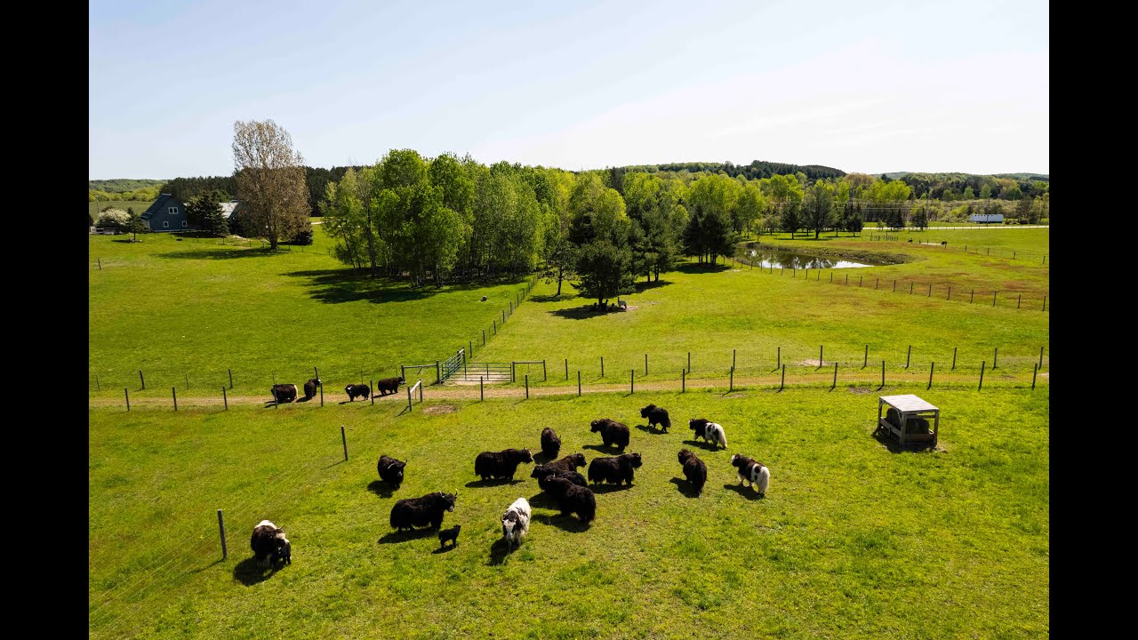 See Tibetan Yak and other exotic animals at this Michigan petting farm