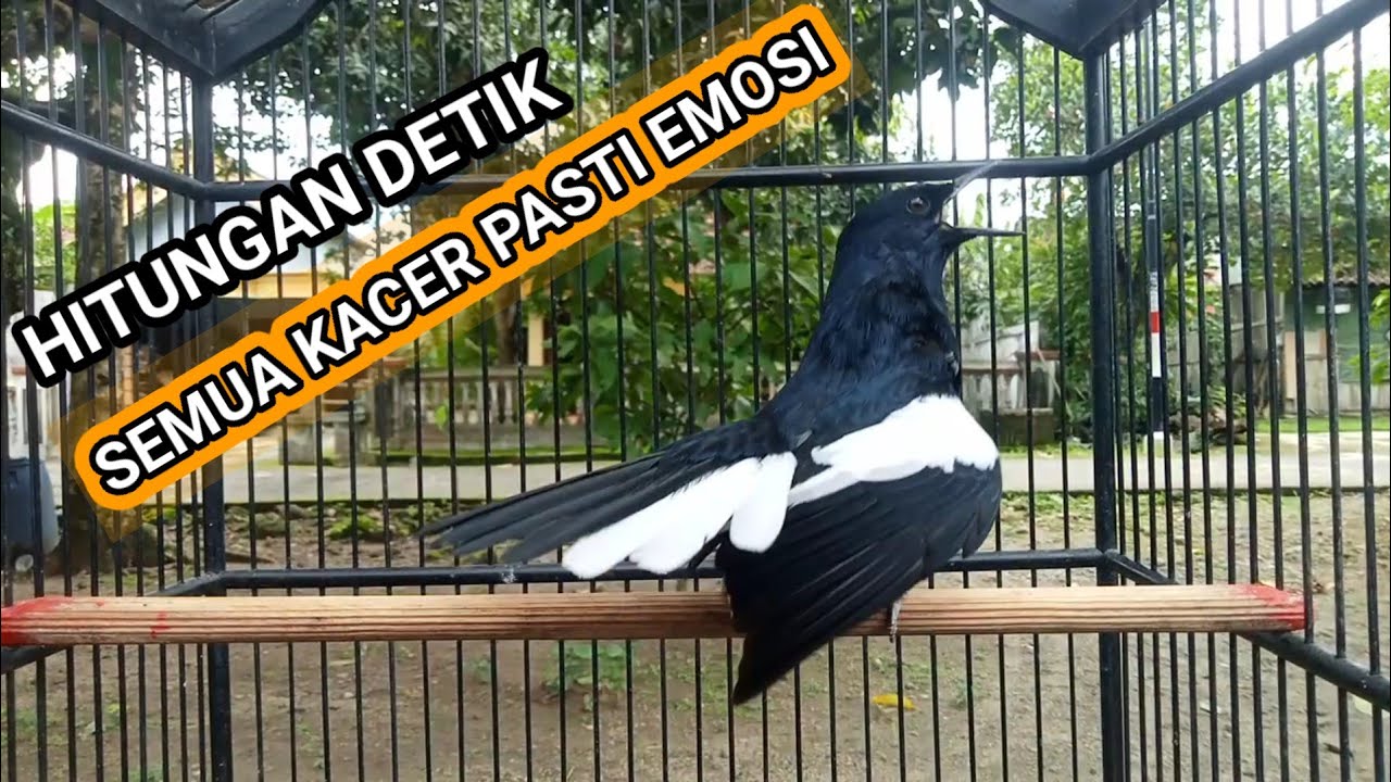 Kacer GACOR ngeplong KONSLET Tarung ini Paling Ampuh untuk PANCINGAN KACER agar EMOSI..