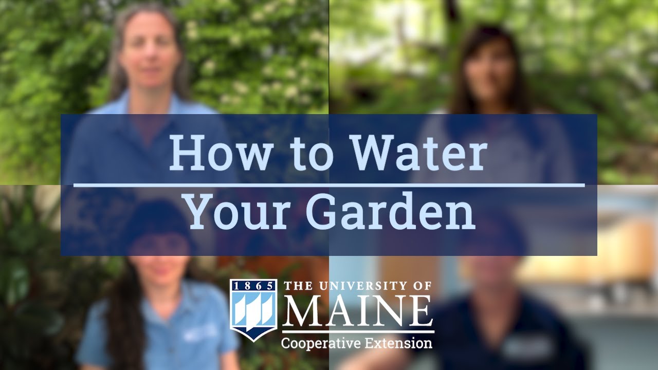 Victory Garden for ME: How to Water Your Garden