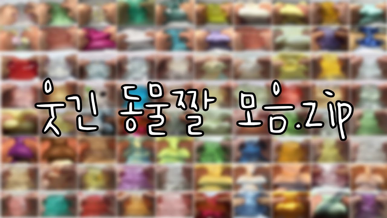 🤣 웃긴 동물짤 모음 시리즈 🐶 | 대규모 시리즈 | 모음 시리즈 | 80개