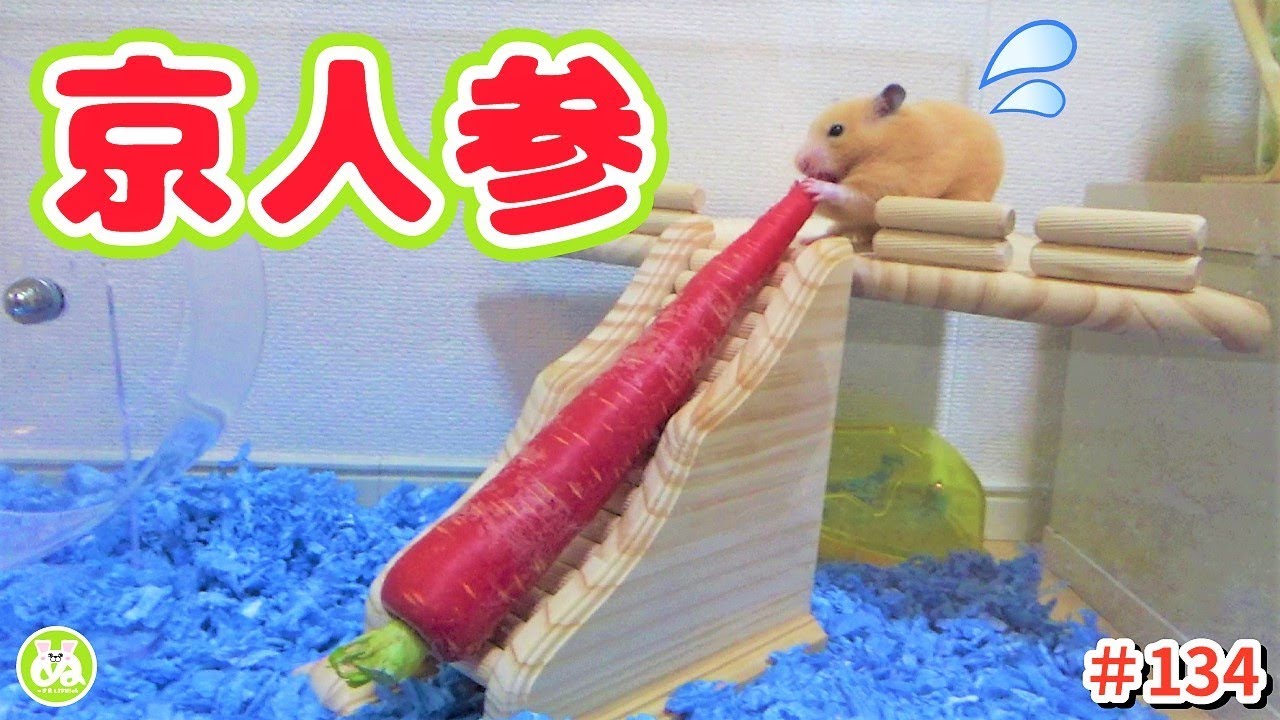 【ハムスター】京ニンジンをあげた結果、最高の食いっぷりを魅せるキンちゃん♪