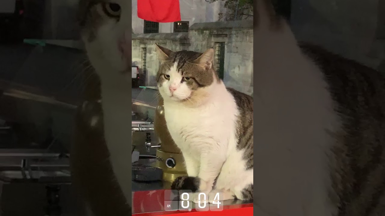 Stared down by Turkish cat in Istanbul