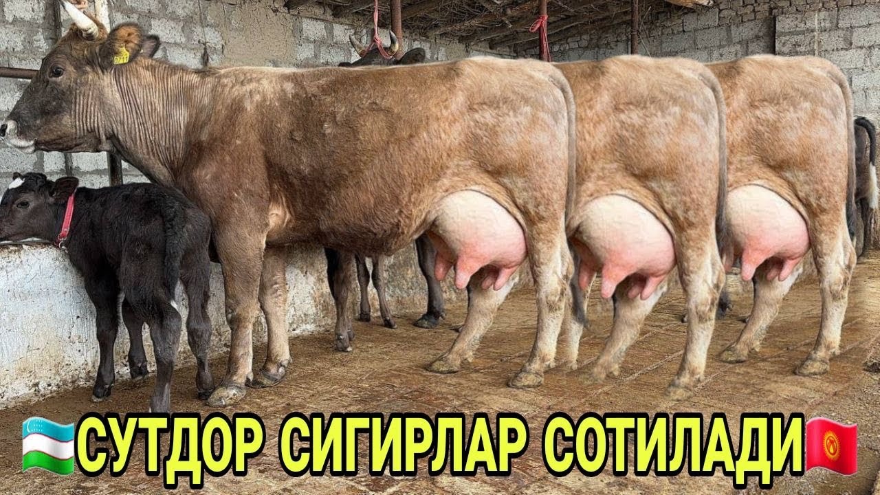 СУТЛАРИ КУП НОВВОС БОЛАЛИК ШВЕД ОЛА КОРА СИГИРЛАР БУГОЗЛАР СОТИЛАДИ SOTILADIGON SIGOR 18 марта 2026