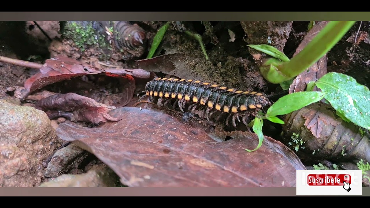 🐸Conociendo El Proyecto Finca Manantial Cinchona 🇨🇷 Costa Rica 🇨🇷