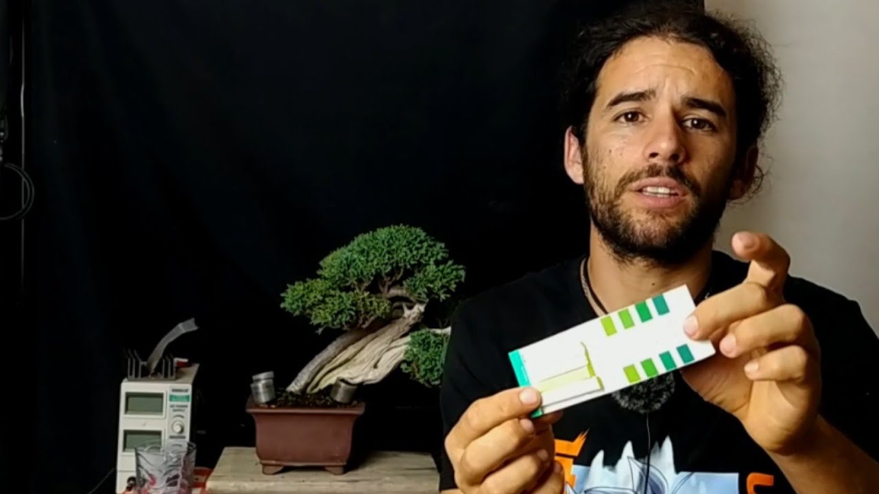 Medir el pH con tiras reactivas. problemas de cultivo por pH ácido en bonsai