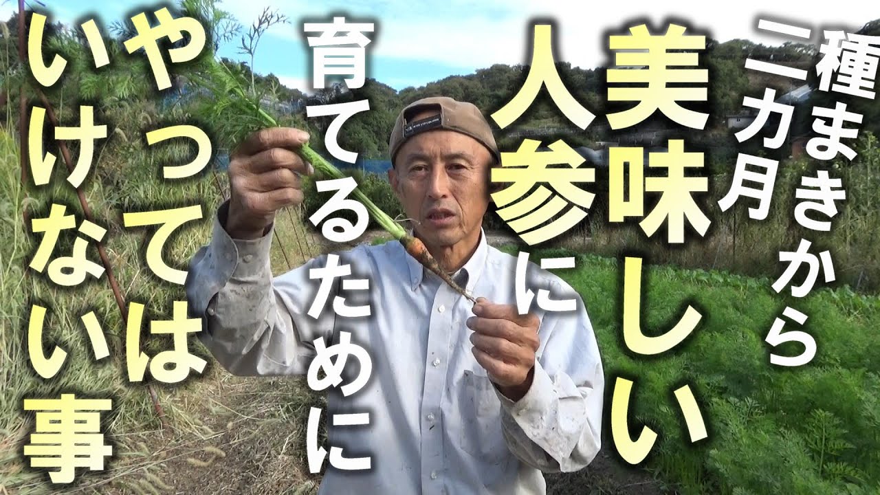 【自然農】種まきから2ヵ月！今！美味しい人参に育てるためにやってはいけない事　2023年10月13日【natural farming】