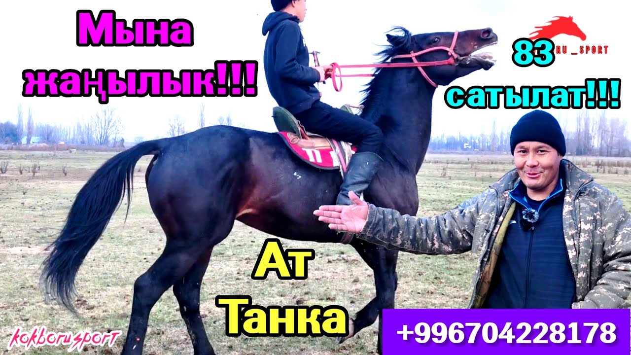Сары Өзөн командасында ойногон 83 Аргымагы сатууга чыкты!!! Тел:+996704228178.