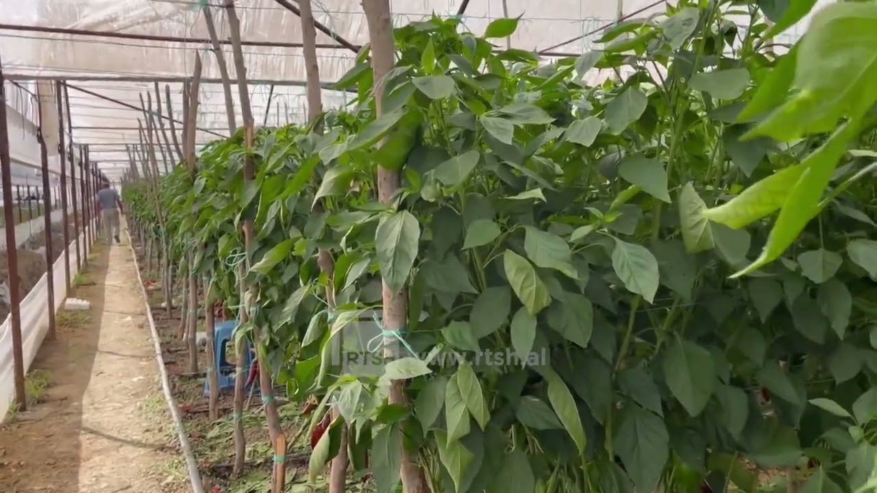 Fermeri nga Jagodina - Histori suksesi, 30 vite në kultivimin e produkteve bujqësore