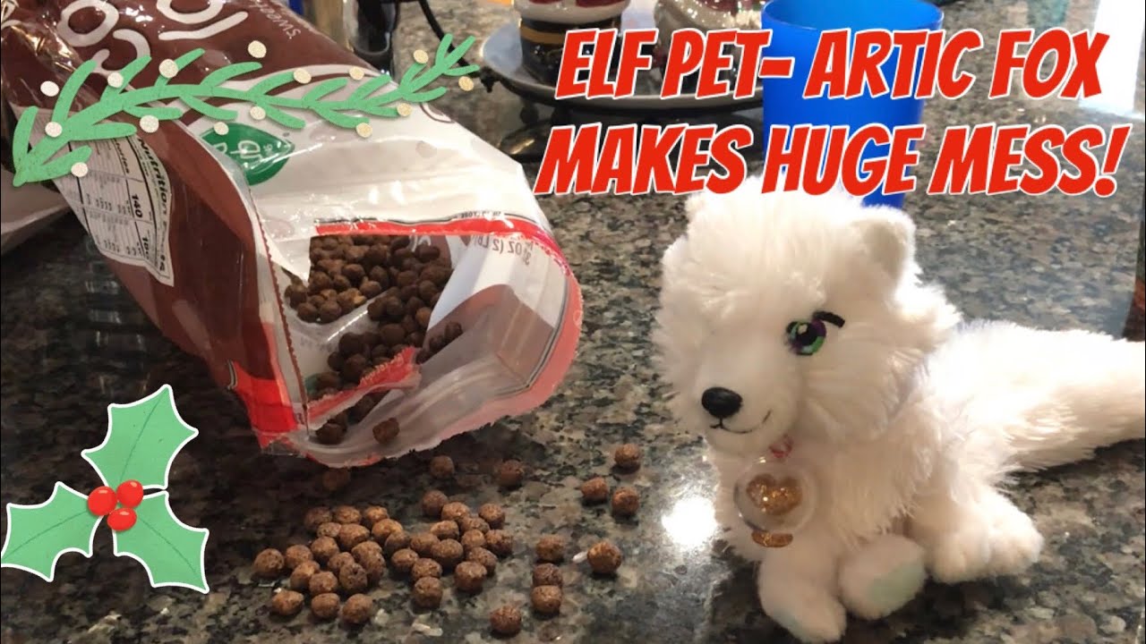 Elf Pet Artic Fox makes mess in our kitchen! New name for Elf- Fox | Elf on the Shelf video!