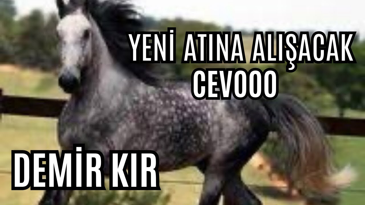 YENİ ATINA ALIŞACAK CEVO / DEMİR KIR