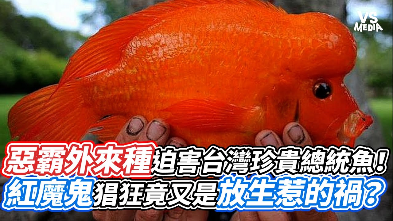 惡霸外來種迫害台灣珍貴總統魚！？紅魔鬼猖狂竟又是放生惹的禍？｜VS MEDIAｘ@Amazing.Jack.