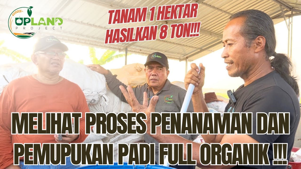 Melihat Proses Penanaman dan Pemupukan Padi Full Organik | UPLAND Project