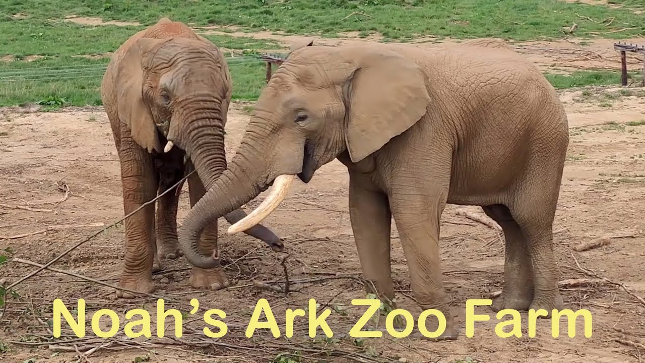 Noah's Ark Zoo Farm