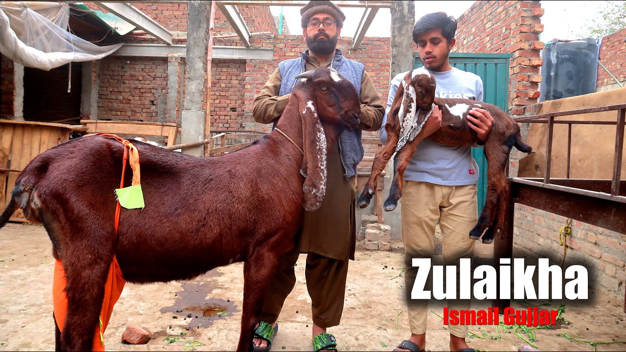 Zulaikha Giant Beetal Goat With Kid Ismail Gujjar Lahore 2026