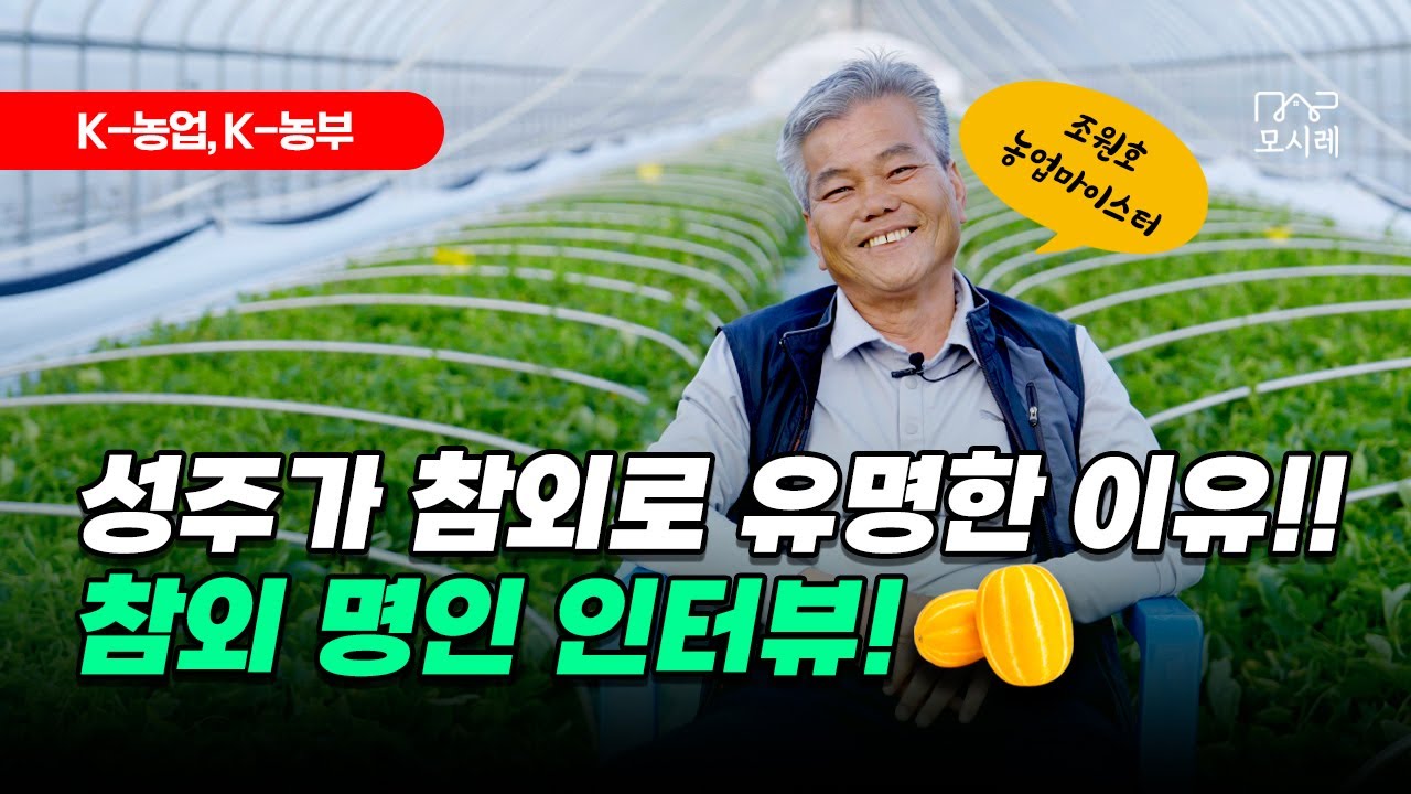 참외 품평회 대상! 참외 명인 인터뷰! 성주가 참외로 유명한 이유?🥭참외재배│맛있는 참외│참외 농사│조원호 명인│농업마이스터│경상북도 성주군 귀농귀촌│계절과일│참외하우스
