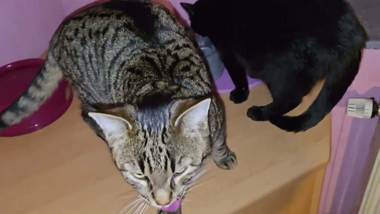 Bärchen erster Tag nach Kastration