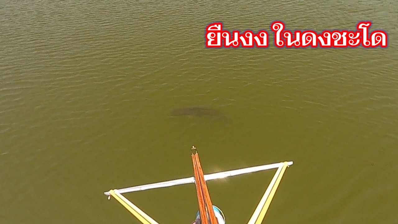 ลงเรือล่าปลาจิบ