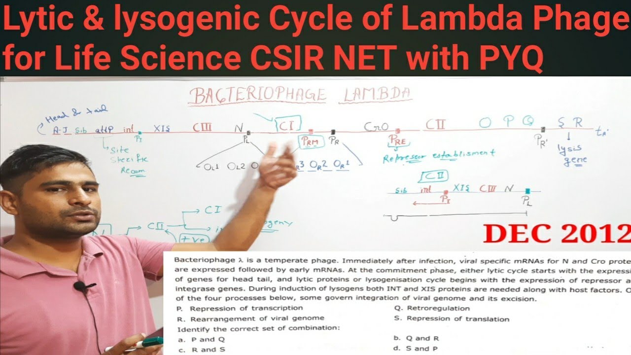 lytic and lysogenic cycle of lamda phage| Cro gene | Life sciences CSIR NET JRF |
