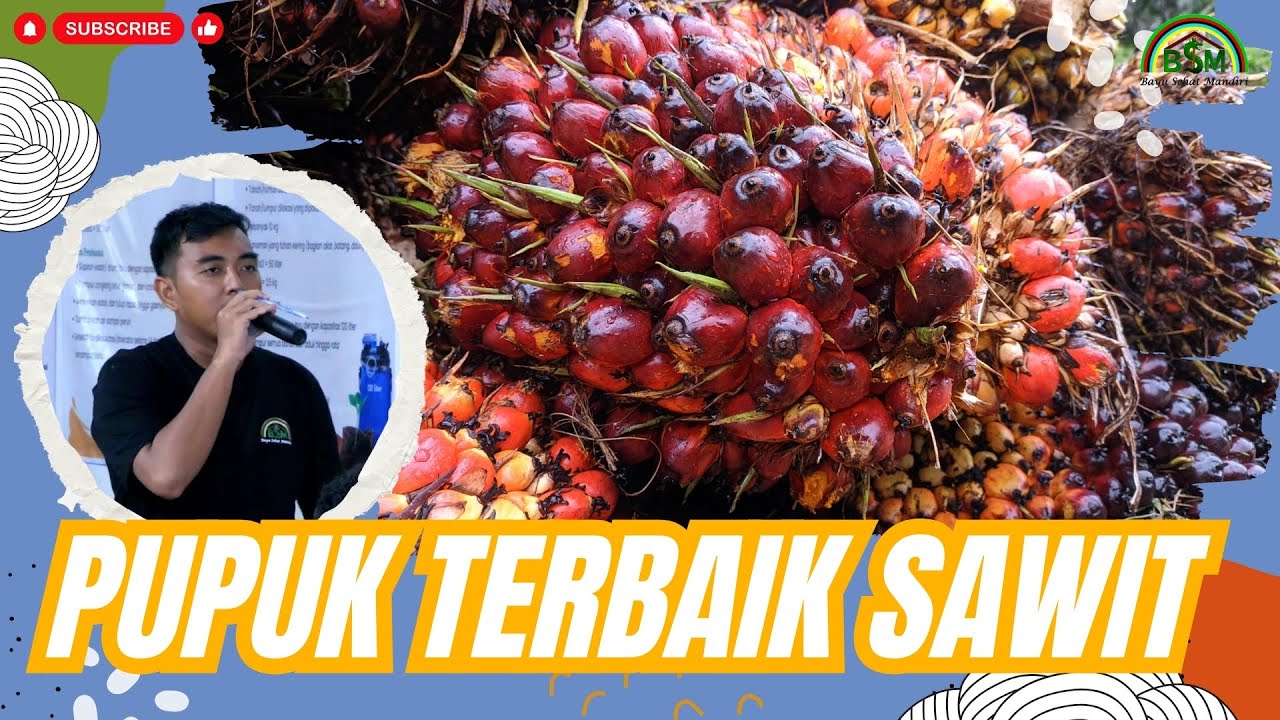 PUPUK TERBAIK UNTUK SAWIT #bayudiningrat  #bayusehatmandiri #pertanian