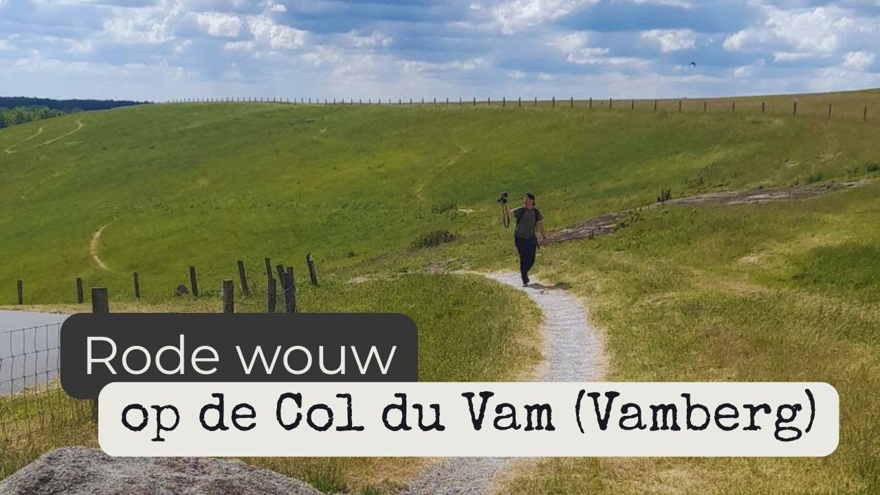 (Berg)wandelen op de Col du Vam (Vamberg) | We zien twee keer een rode wouw en lammetjes