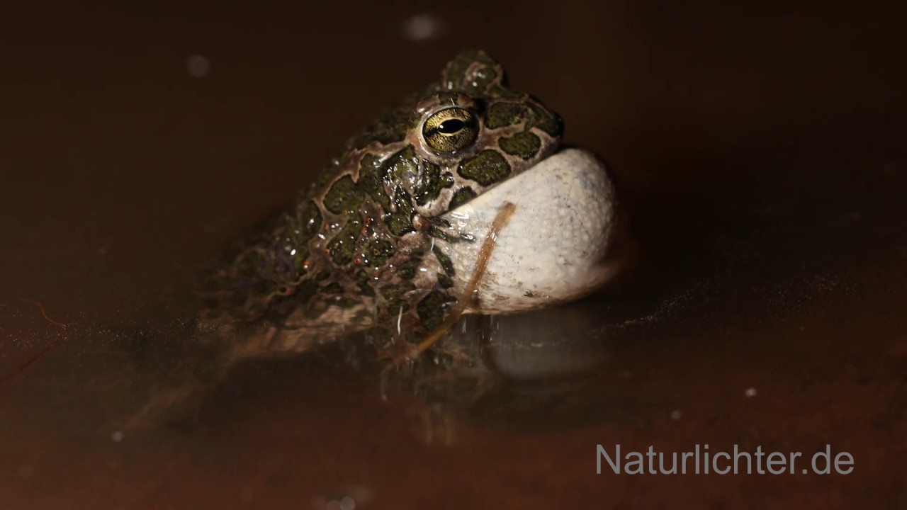 Balz der Wechselkröten (Bufo viridis), European Green Toad