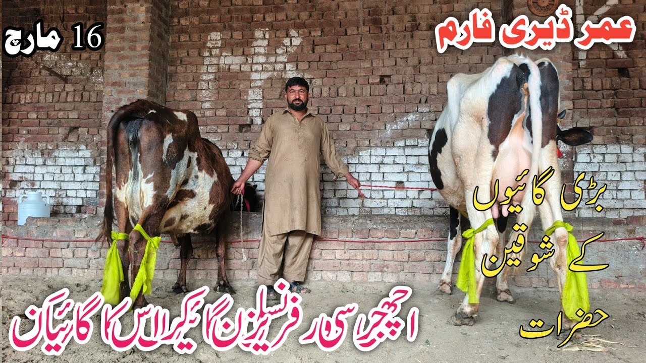 Umar Dairy Farm Jarsey Fresian Cholistani Shaiwal cross breed cows !Ali Best
