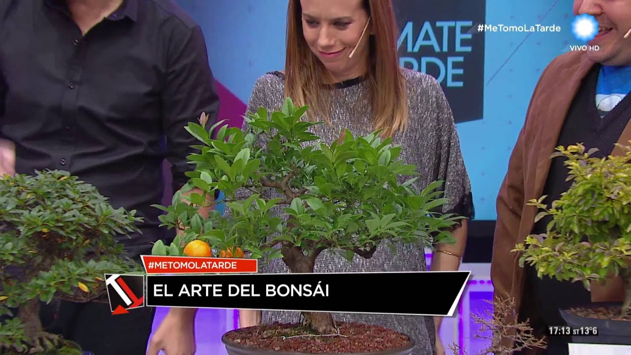 Bonsái en Tomate la tarde