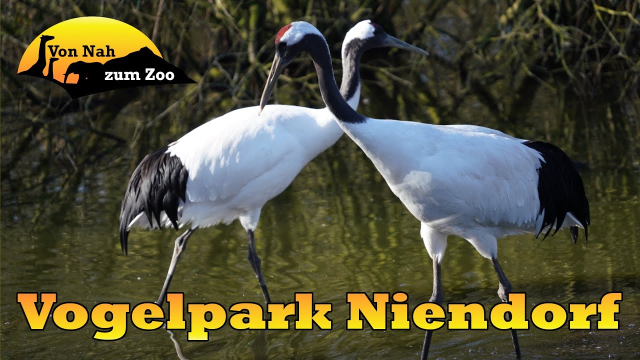Vogelpark Niendorf - Ein Paradies für Vögel? - Von Nah zum Zoo