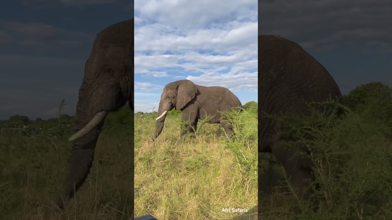 Savanna elephants also known as African bush elephants are a species symbolic of wild Africa subsc