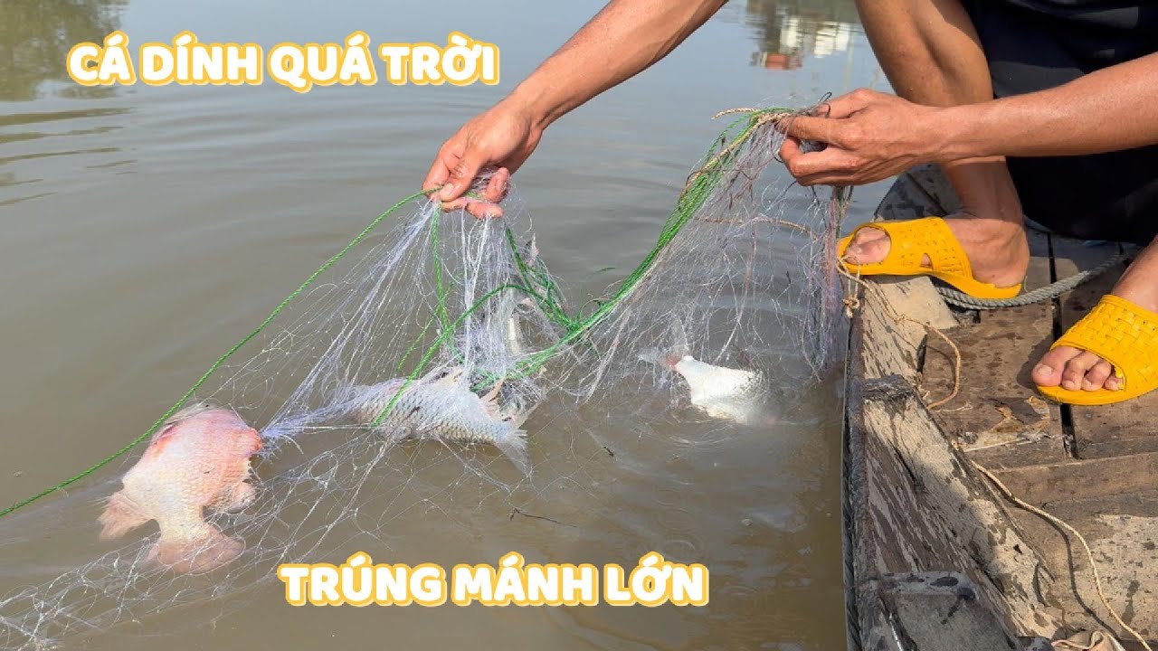 Kéo lưới bao bè trúng mánh. Cá dính quá trời luôn #ngườiđồngtháp