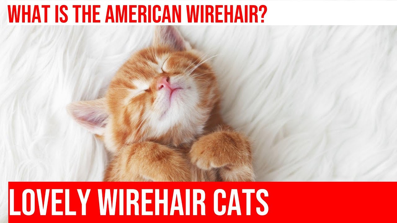 Exploring the Unique American Wirehair Cat Breed