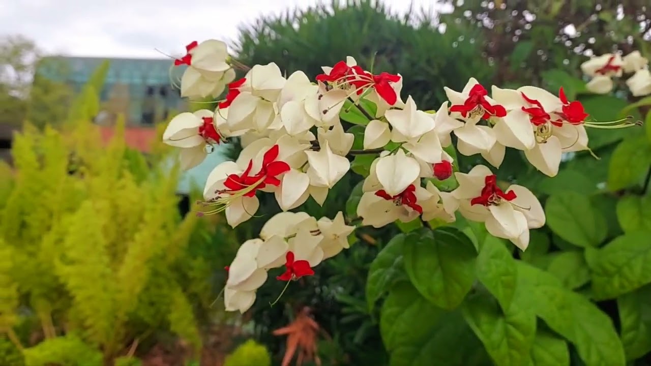 Beautiful flowers at Sky Garden  Shatin 