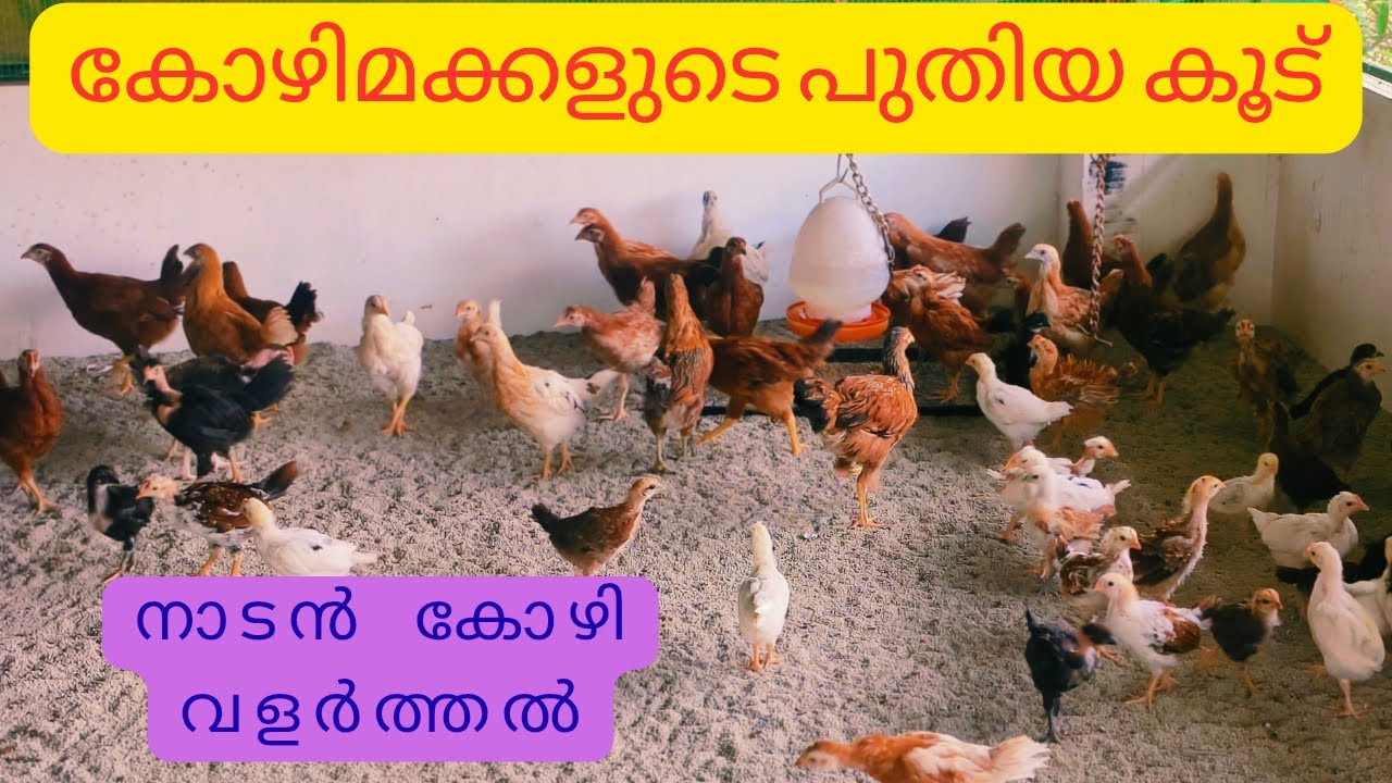 Nadankozhi || കോഴിക്കുഞ്ഞുങ്ങളുടെ ഒരു പുതിയ കൂട് കണ്ടല്ലോ ||കോഴിക്കുഞ്ഞുങ്ങൾ ചാവുന്നുണ്ടോ?