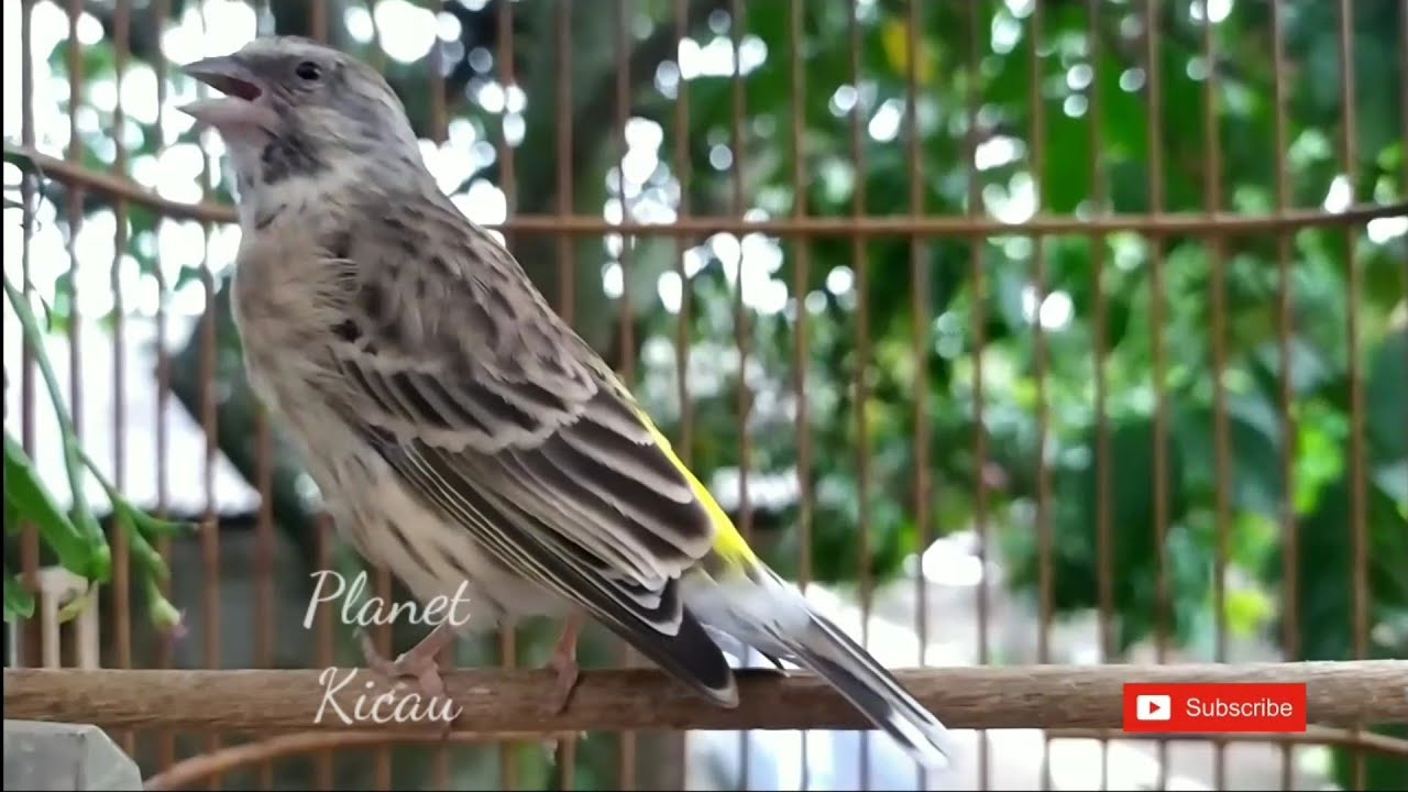 Le son de l'oiseau à gorge noire est bon