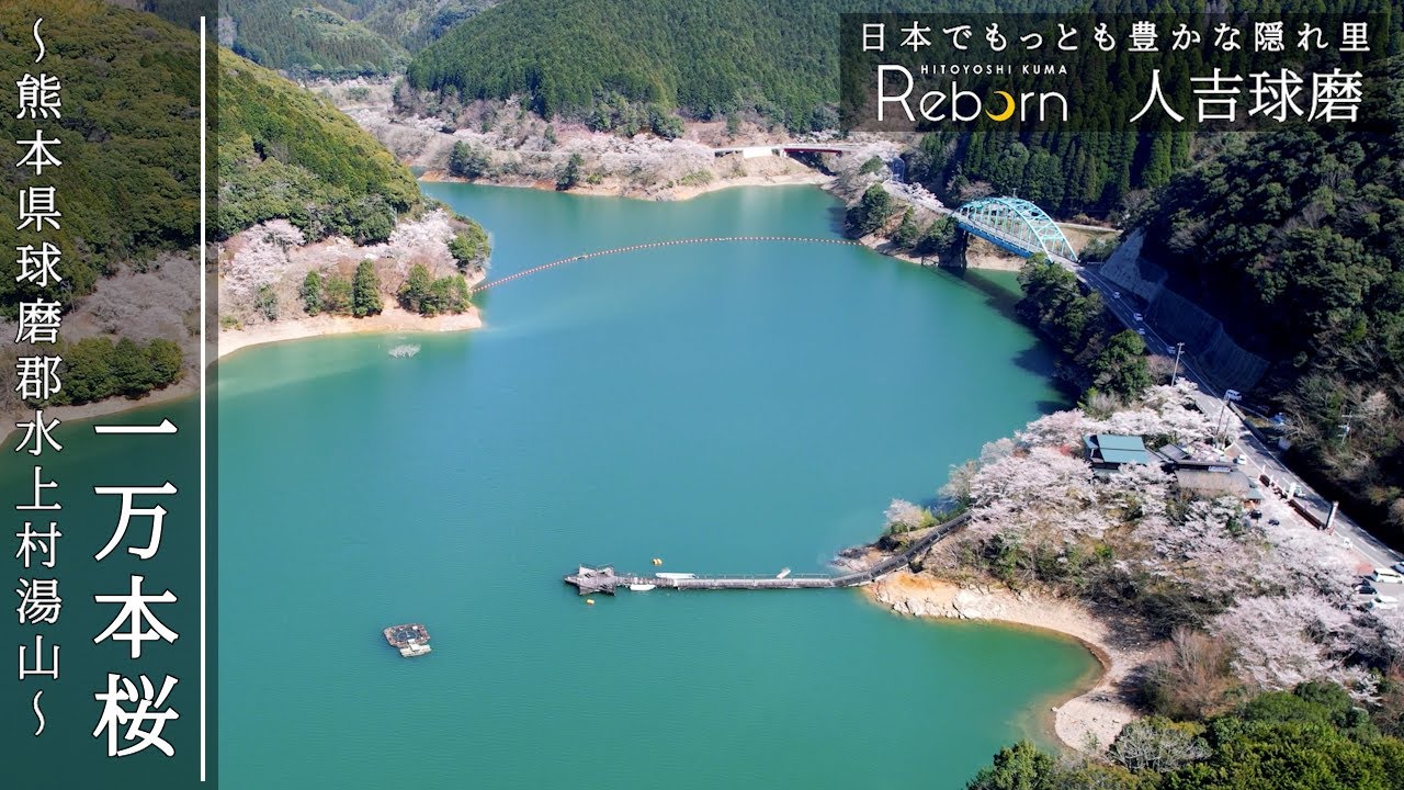 【一万本桜】long ver.　熊本県球磨郡水上村