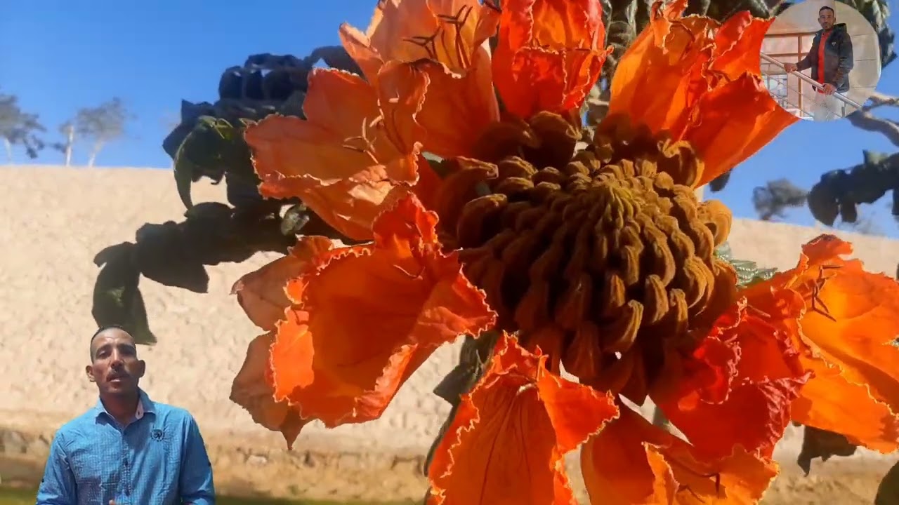 طرق الزراعه والعنايه بشجره الاسباثوديا او التوليب الافريقي