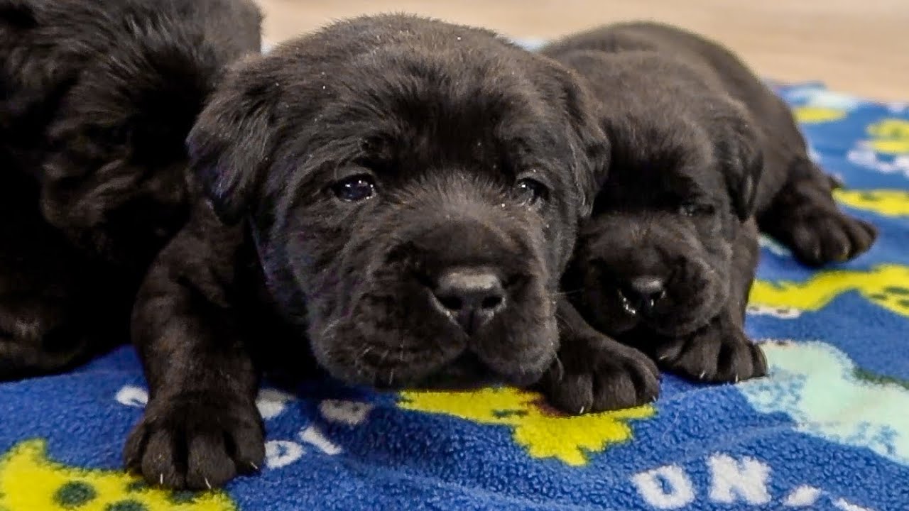3 WEEK OLD LABRADOR PUPPIES!
