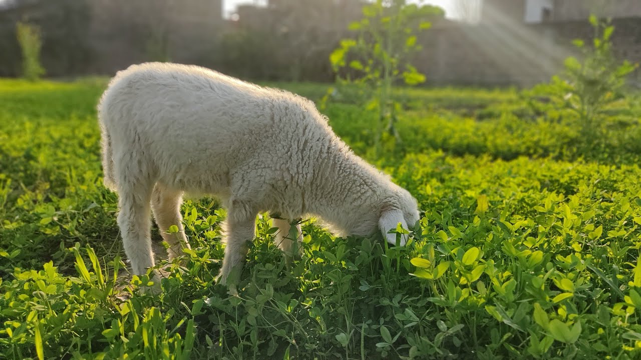 Shot on Mi Redmi Note 9s | Cinematic Video