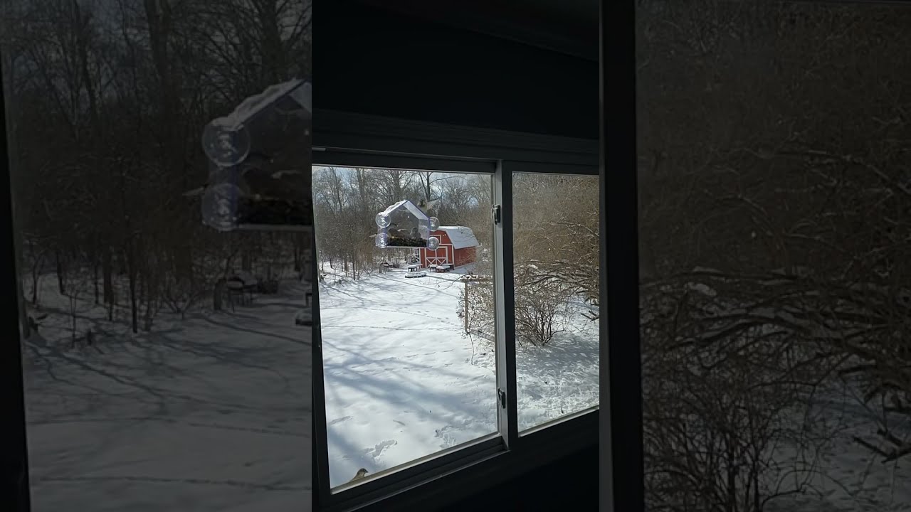 1/26/2026 Bird feeding 