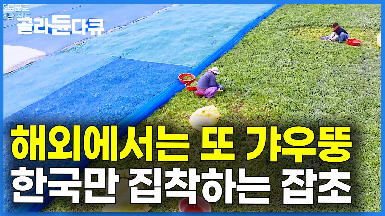 15년 전부터 섬 전체를 뒤 덮은 의문의 잡초. 하루에 10톤씩 재배했더니 마을 전체가 대박｜조도 쑥｜한국기행｜#골라듄다큐