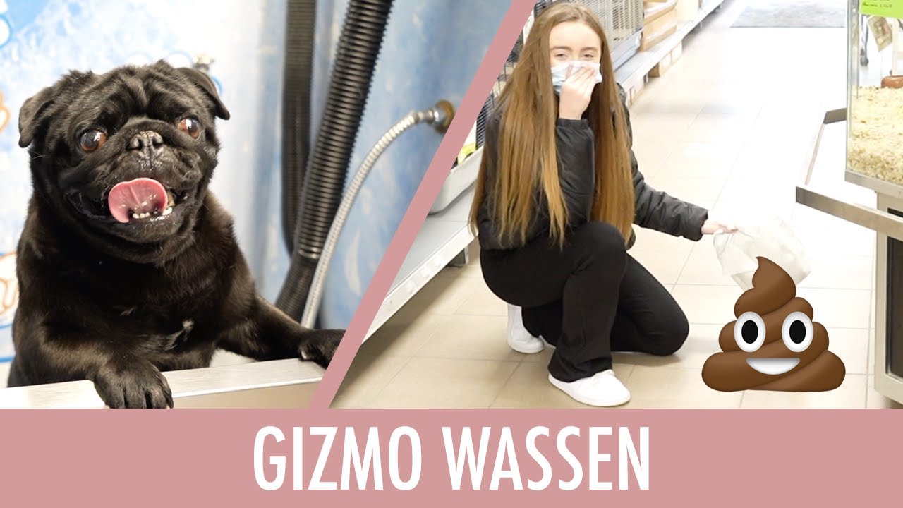 MIJN MOPSHOND IS VUIL! - Gizmo wassen