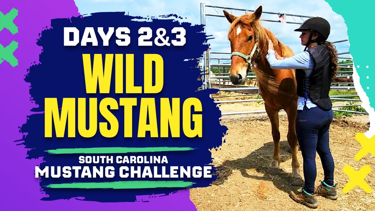 Shy Wild Mustang Learns to Trust | Days 2 & 3 of Training (🌟Horse Name Reveal🌟)
